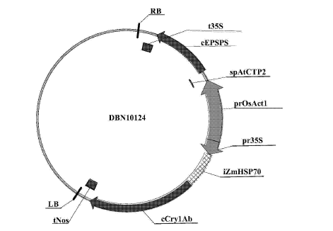 转基因载体示意图